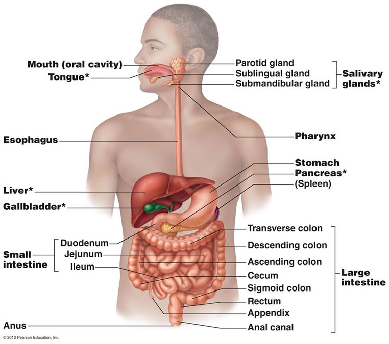Digestive System - Brandon Perez Anatomy and physiology final